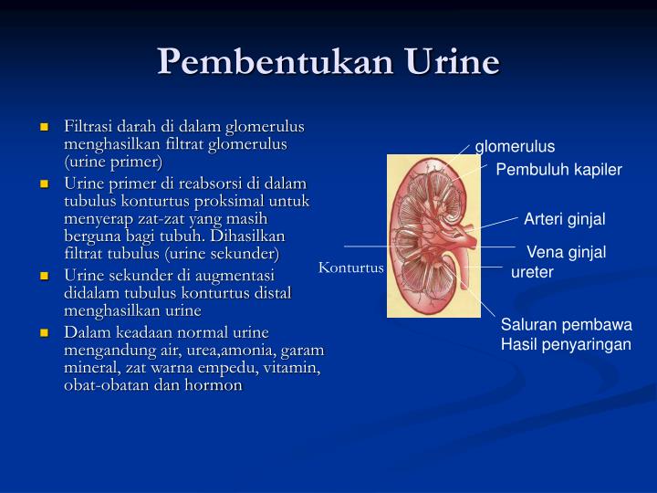 PPT - SISTEM EKSKRESI PADA MANUSIA PowerPoint Presentation 