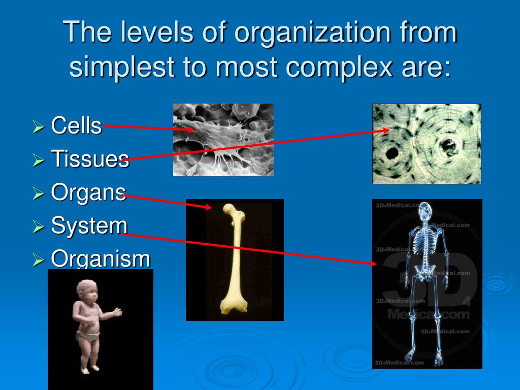 Levels Of Organization From Simplest To Most Complex