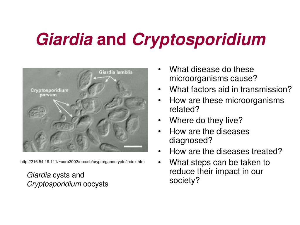 cryptosporidium and giardia symptoms paraziták amelyek petéket raknak az emberi testbe