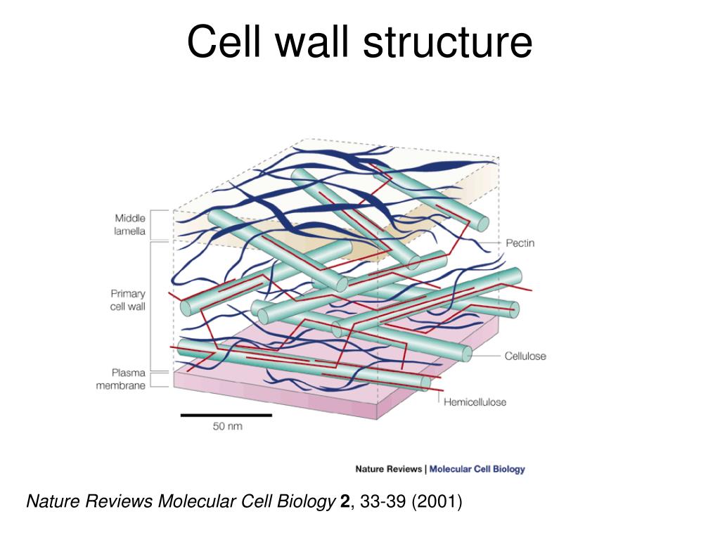 PPT - Lecture 25 The future of transgenic plants Chapter ...