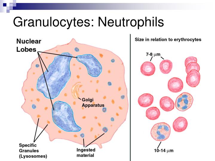 PPT Leukocytes (WBC) PowerPoint Presentation ID1270813