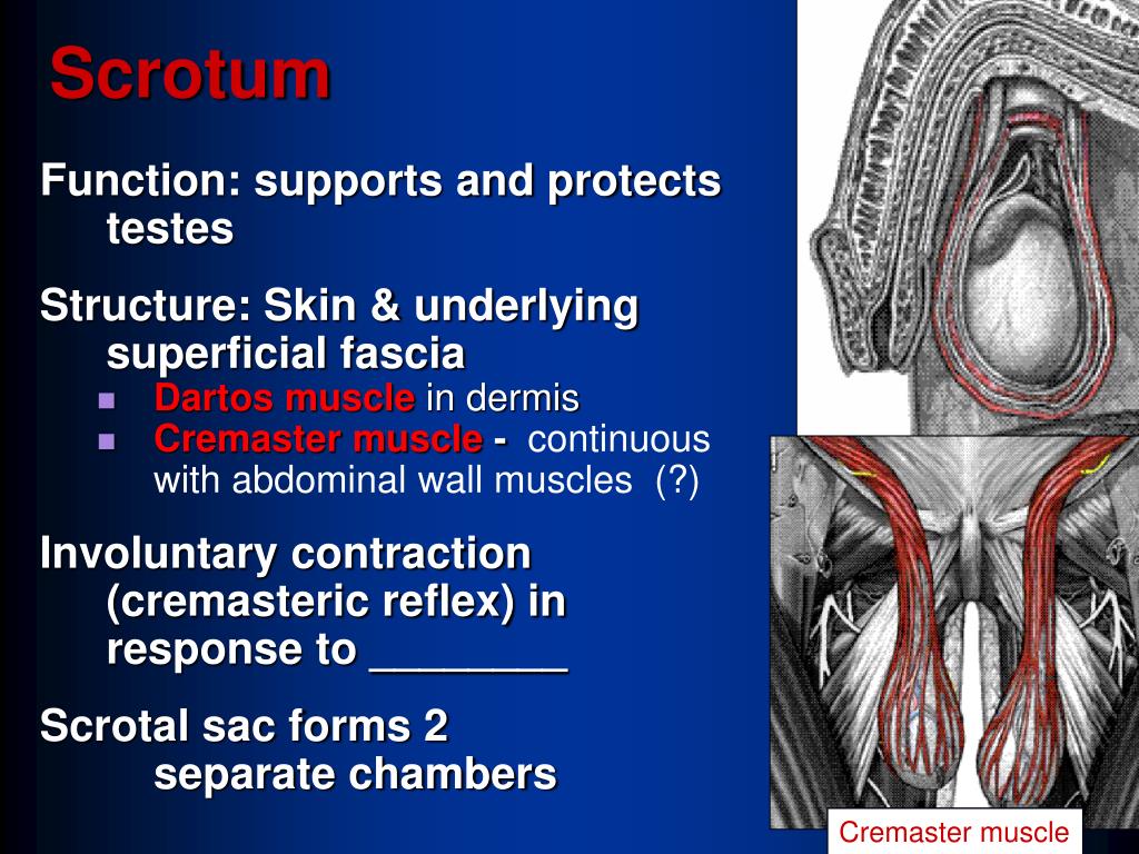 PPT Ch 27 Reproductive System PowerPoint Presentation Free Download ppt-ch-27-reproductive-system-powerpoint-presentation-free-download