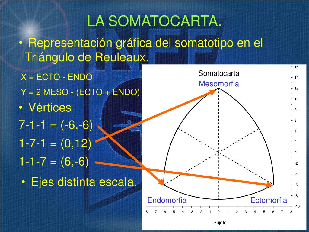 ecto meso endo ecto meso endo
