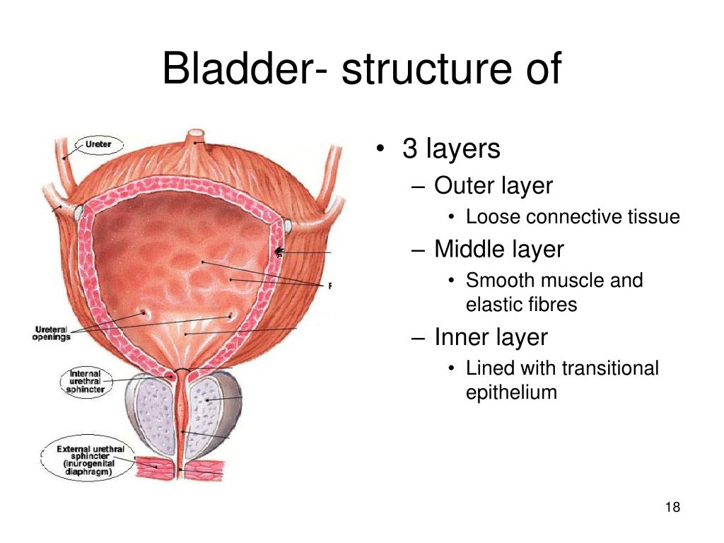 PPT Urinary System Anatomy And Physiology PowerPoint Presentation PPT Urinary System Anatomy And Physiology PowerPoint Presentation