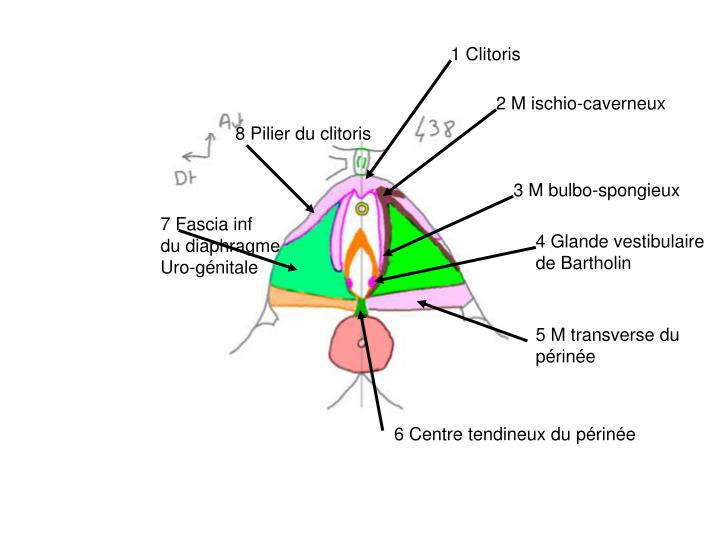 ppt-ed-anatomie-du-p-rin-e-powerpoint-presentation-id-1272302