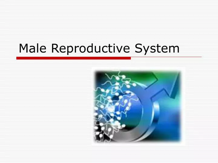 male reproductive system n.