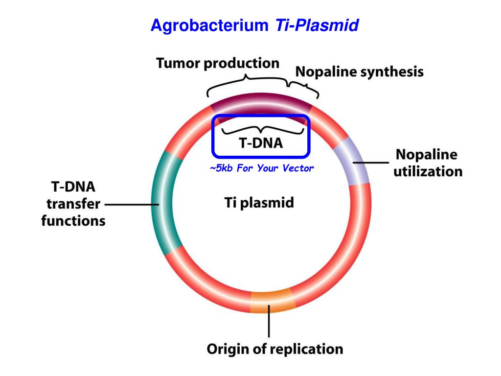 Гибридизация плазмид. Agrobacterium ti-plasmid. Ti плазмиды. Плазмиды агробактерий. Строение ti плазмиды.