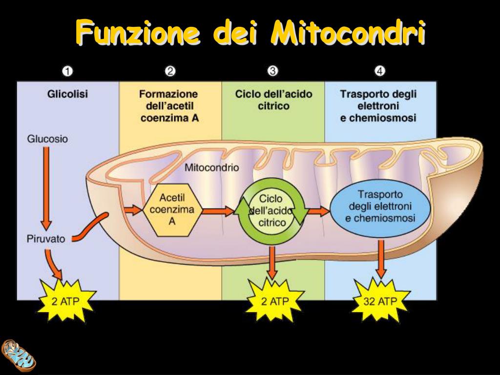 Quale Funzione Svolgono I Mitocondri