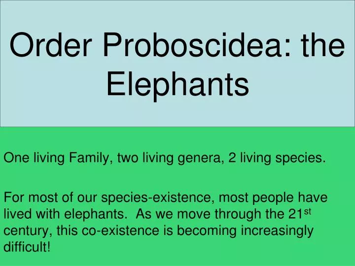 order proboscidea the elephants n.
