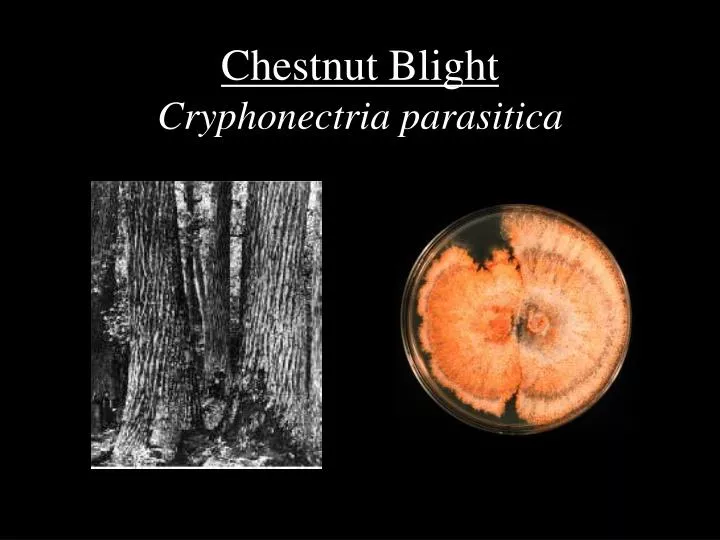 chestnut blight cryphonectria parasitica n.