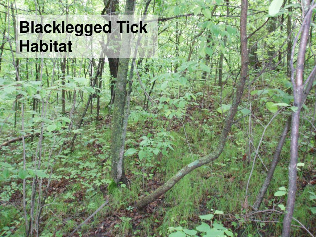 bird ticks pictures