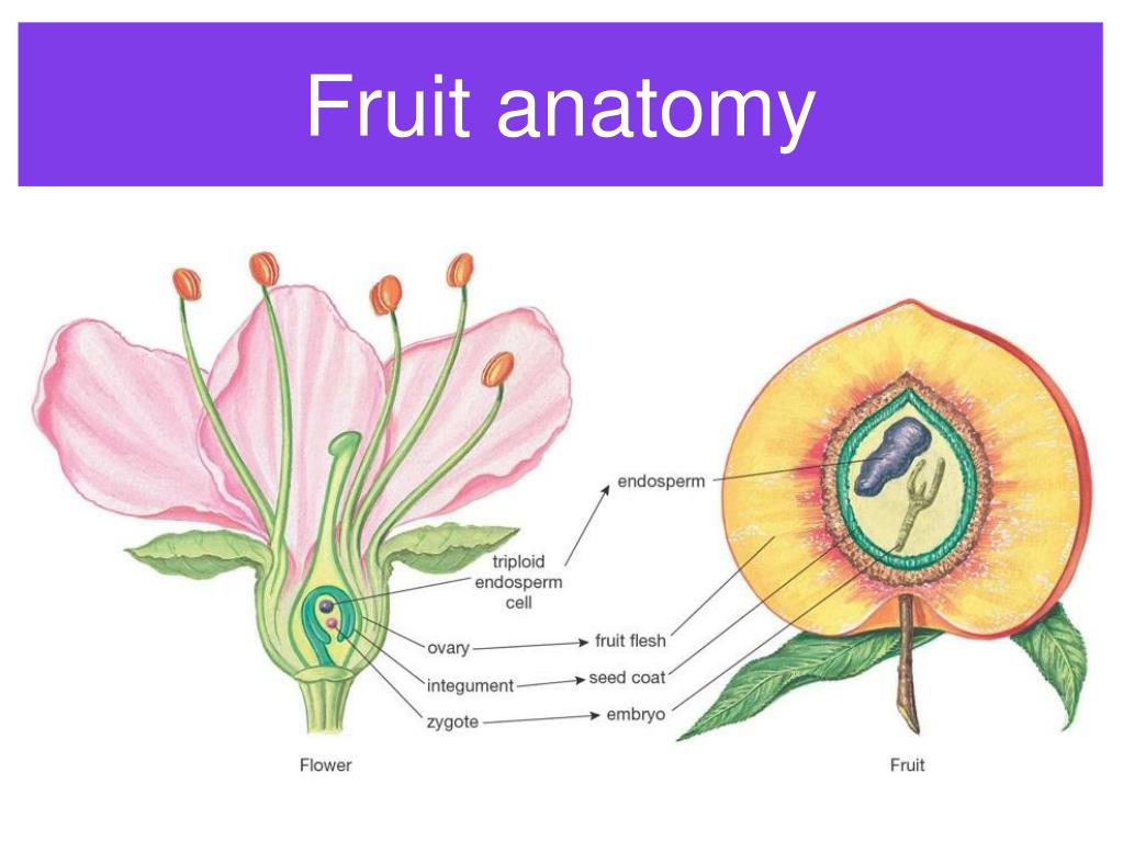 PPT Fruits and Seeds PowerPoint Presentation, free download ID1277636