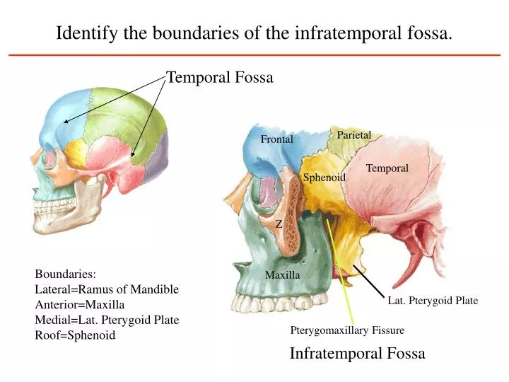 PPT - Identify the boundaries of the infratemporal fossa. PowerPoint ...