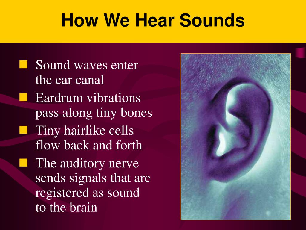 Ppt hearing conservation 29 cfr 1910 95 powerpoint presentation free