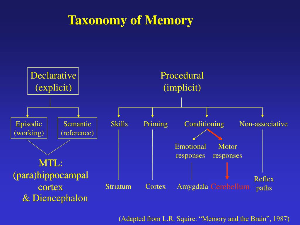 procedural memory