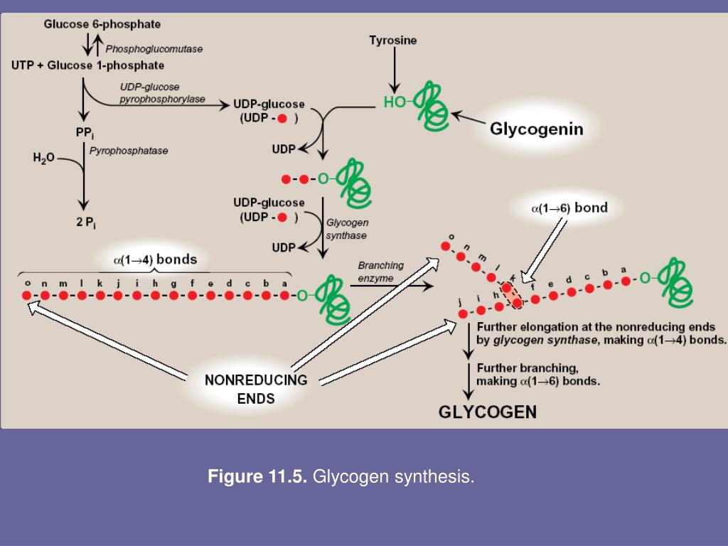Glycogen Metabolism Ppt Glycogen Metabolism Synthesis Of Glycogen