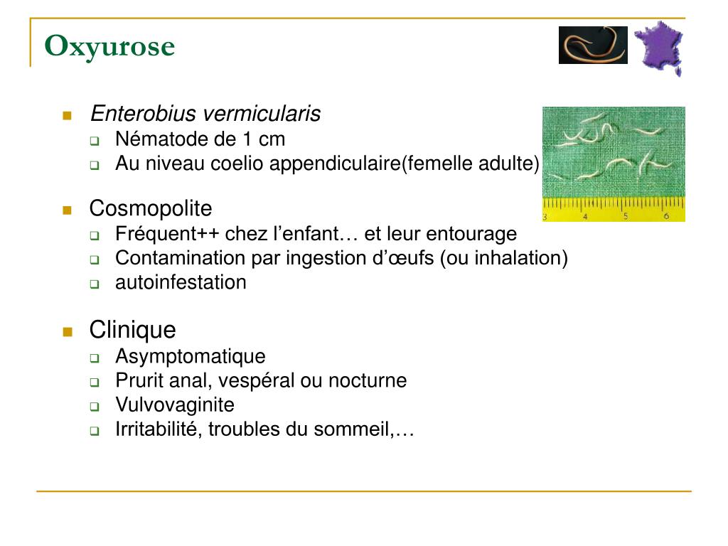 PPT Parasitoses Digestives PowerPoint Presentation Free Download 