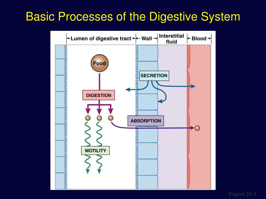 PPT - The Digestive system PowerPoint Presentation, free download - ID
