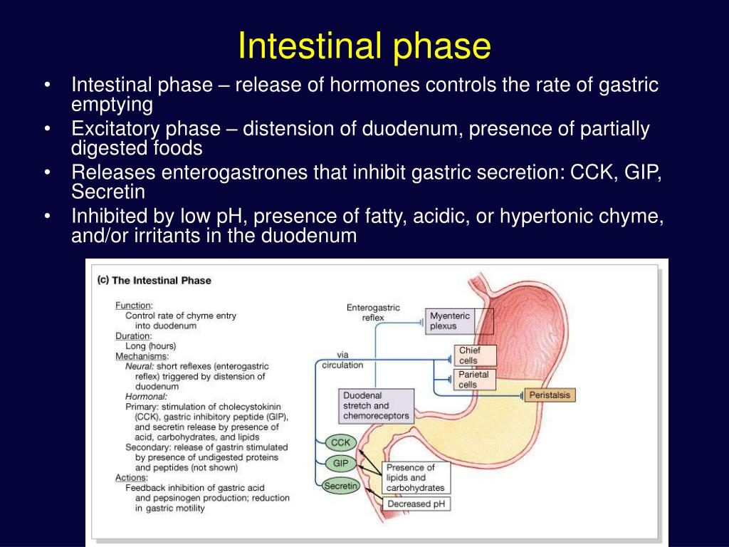 PPT - The Digestive system PowerPoint Presentation, free download - ID