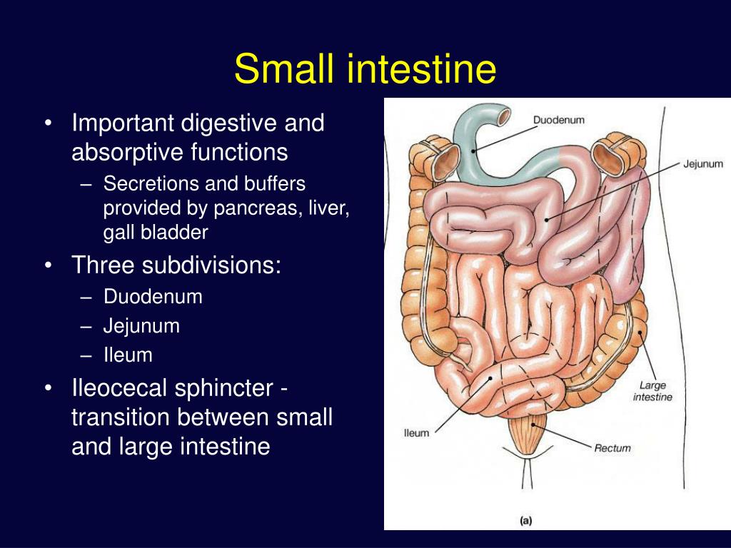 PPT The Digestive System PowerPoint Presentation Free Download ID 