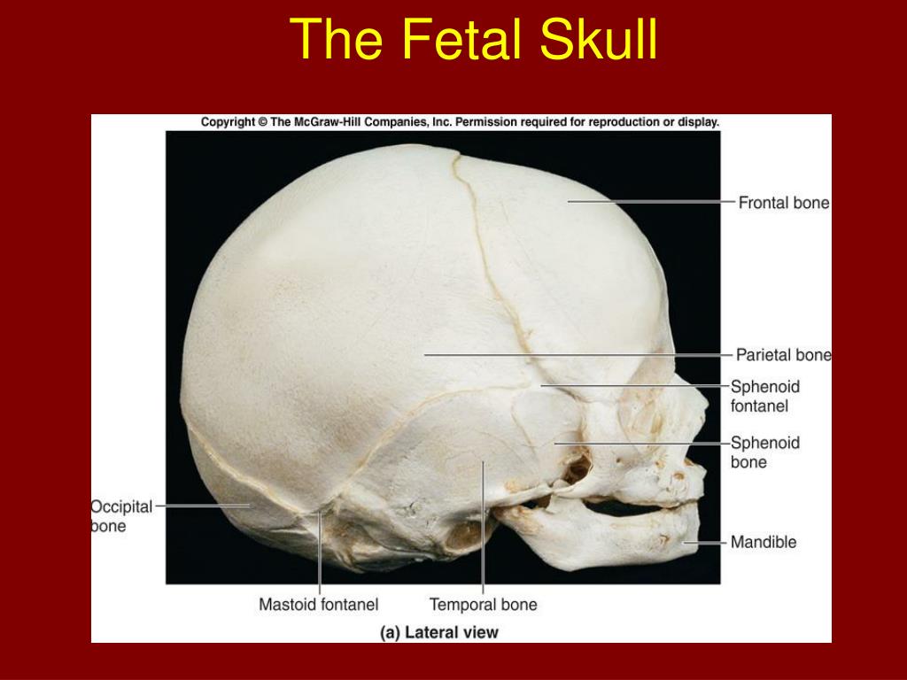 PPT - CHAPTER 7 “ The Axial Skeleton” Review your A&P revealed discs ...