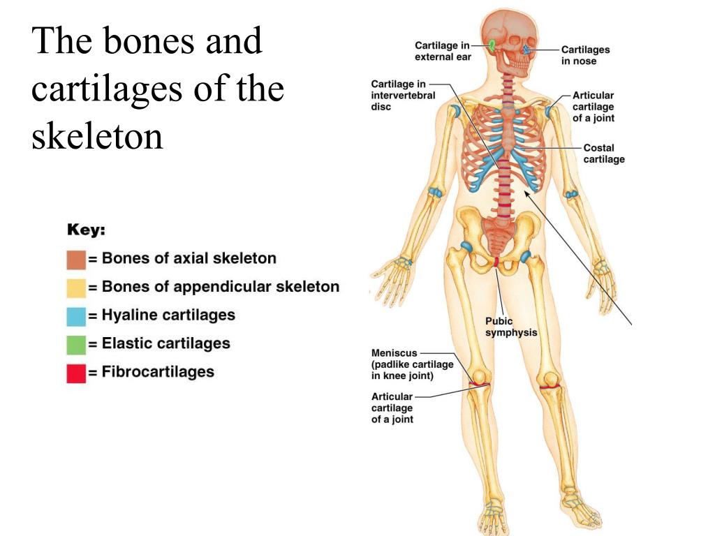 summary of skeleton
