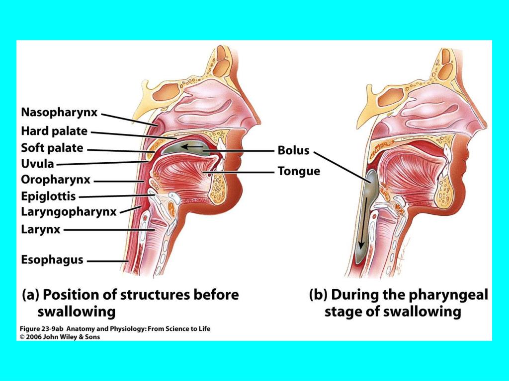 PPT - The Digestive System Chapter 23 – Lecture Notes PowerPoint ...