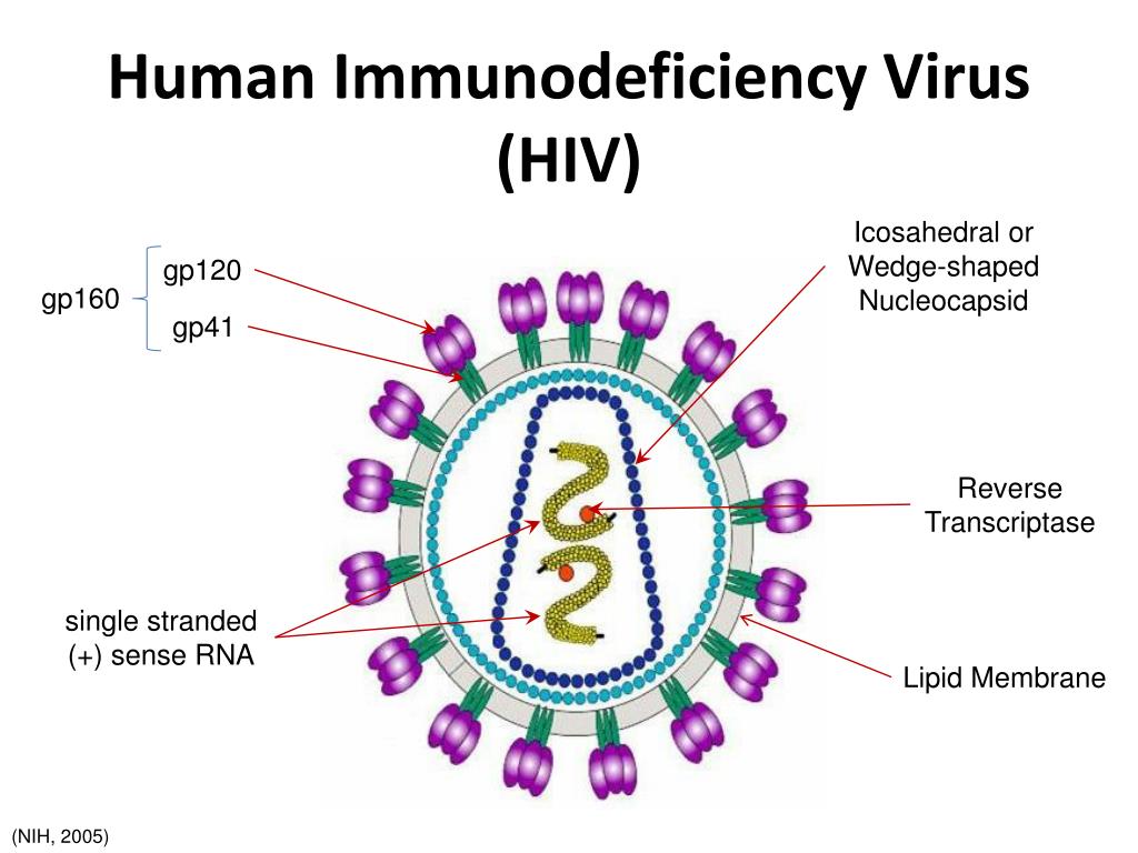 Human Immunodeficiency Virus (HIV) .