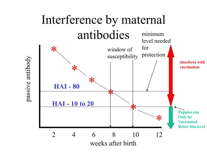 PPT Parvoviruses (canine parvovirus 2) PowerPoint Presentation ID