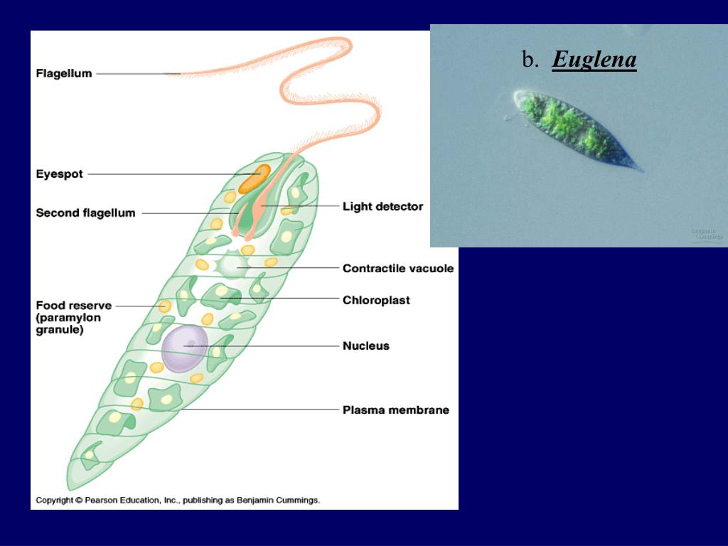 Какие хлоропласты у эвглены зеленой