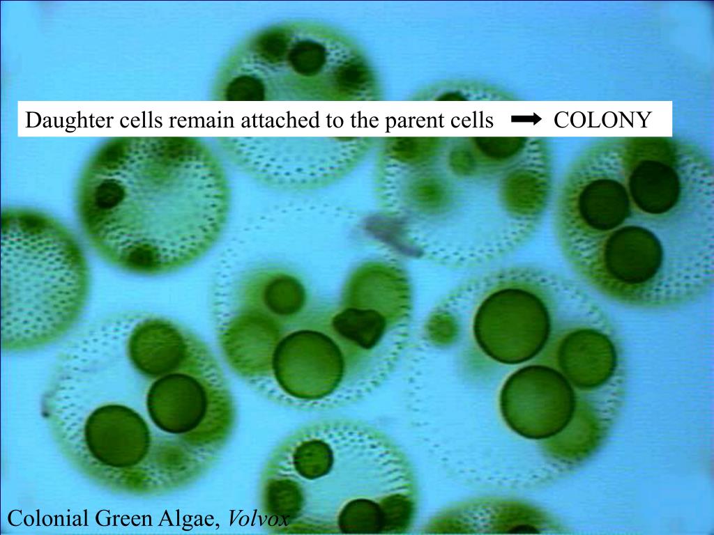 Водоросль вольвокс. Вольвокс водоросль. Одноклеточные водоросли вольвокс. Отдел зеленые водоросли вольвокс. Хлорелла и вольвокс.