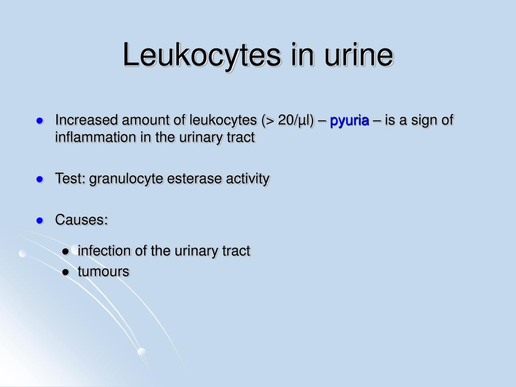 3 plus leukocytes in urine