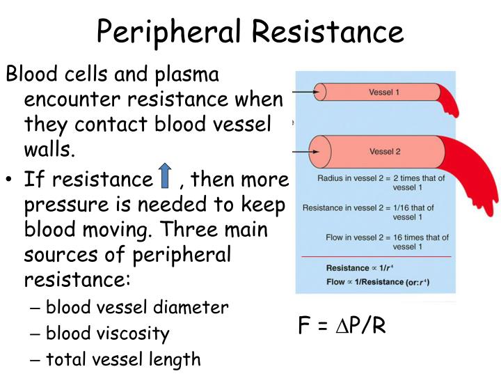 PPT Blood Vessels and Hemodynamics PowerPoint Presentation ID1293906
