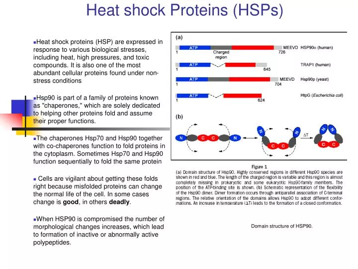 protein toxins ppt