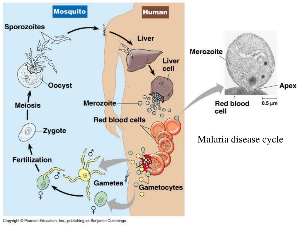 Возникновении малярии. Плазмодиум малярия. Sporozoite Plasmodium. Малярия протозой. Жизненный цикл трехдневной малярии.