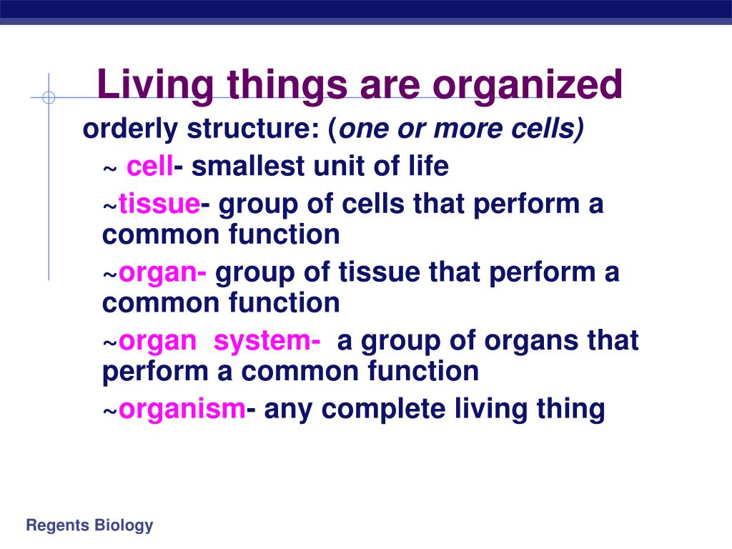 living-things-are-organized-the-dead-of-night