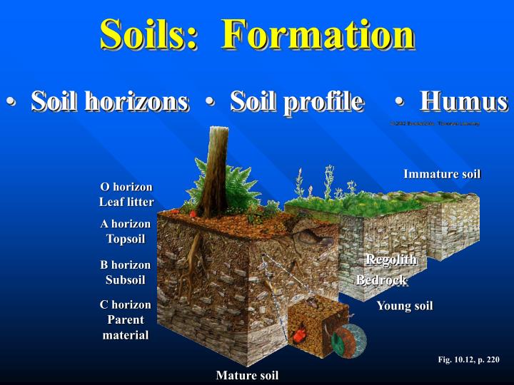 Horizons of a mature soils