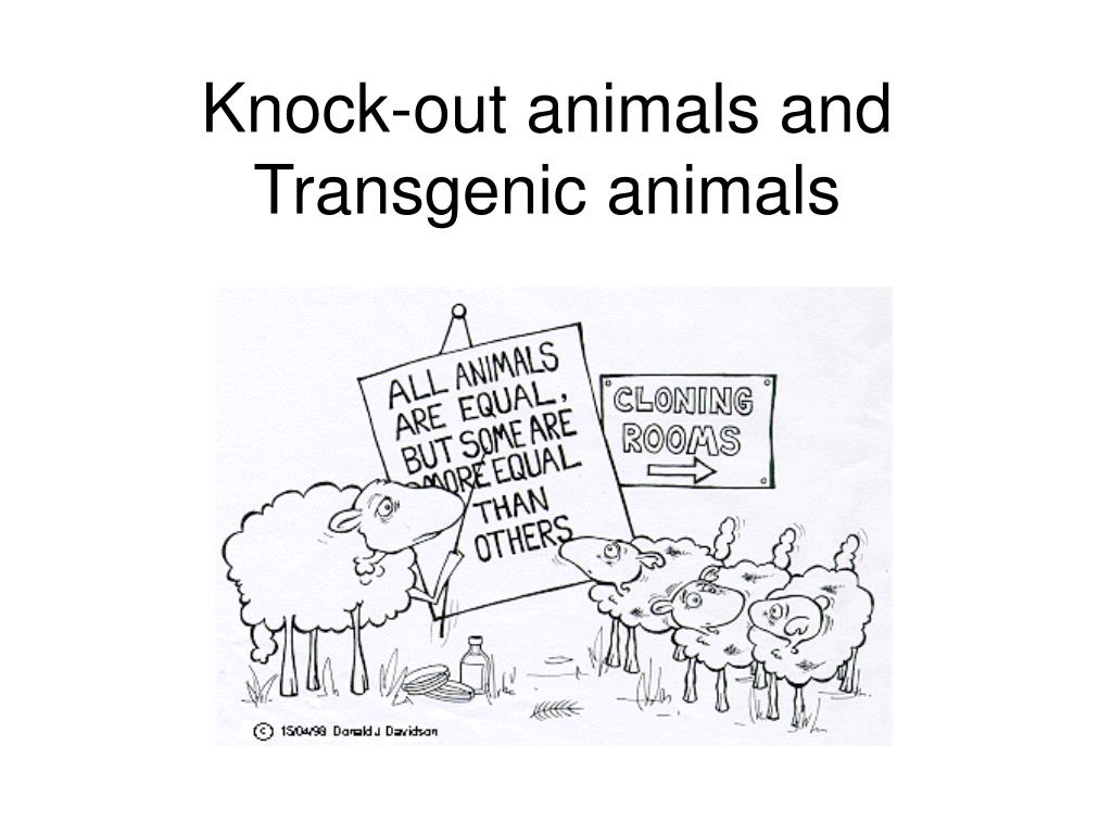 Lecture On Transgenic Animals Pdf Transgene Genetically Modified Organism