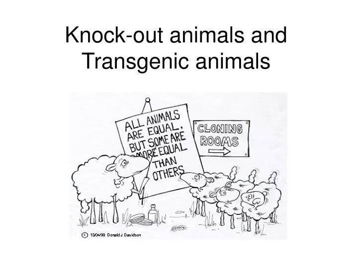 knock out animals and transgenic animals n.