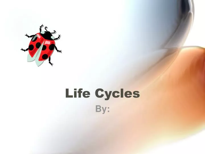 life cycles n.