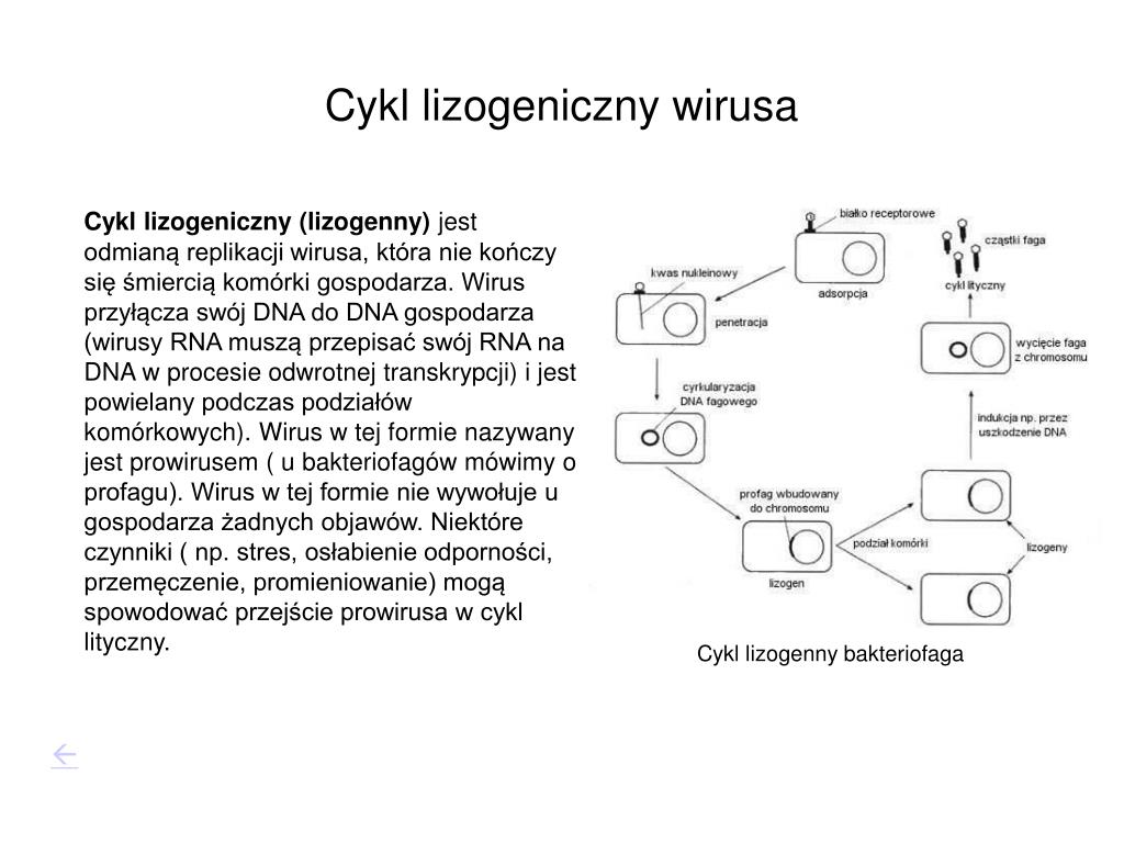 Uszereguj Rysunki Tak Aby Przedstawiały Cykl Lityczny Wirusa PPT - Wirusy PowerPoint Presentation, free download - ID:1301141