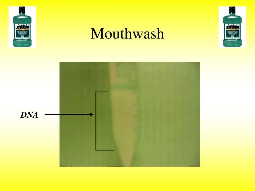 PPT Activity 2 Ethanol and Tobacco Toxicity in Living Animal Cells