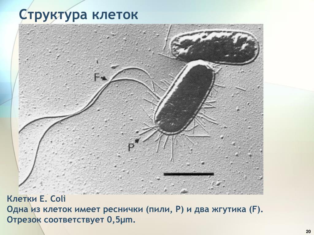 Пили у простейших. Кишечная палочка микрофотография. Escherichia coli микрофотография. Электронная микрофотография клетки кишечной палочки:. Escherichia coli микроскопия.