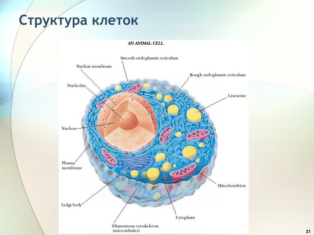 Состоят из большого числа клеток