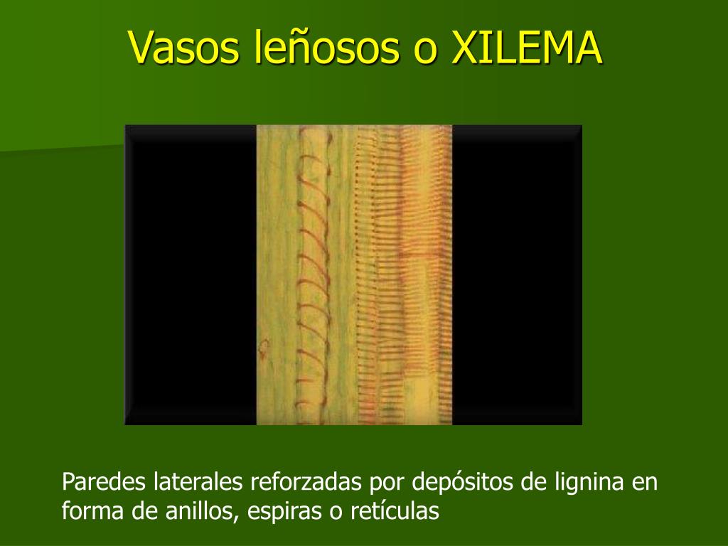 Continuamente Atajos menta PPT - LOS TEJIDOS VEGETALES PowerPoint Presentation, free download -  ID:1304538