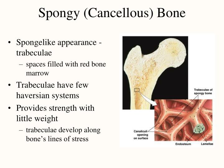 PPT Bone Tissue PowerPoint Presentation ID1308140