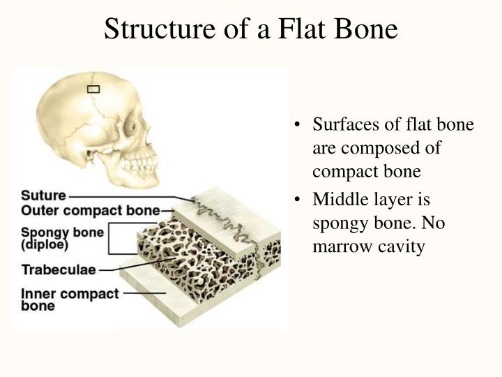Correctly label the following anatomical parts of a flat bone - kidsmopa