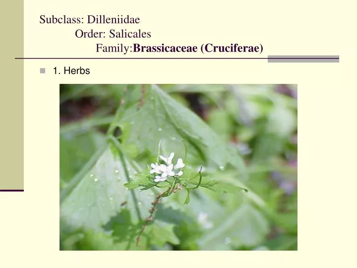 subclass dilleniidae order salicales family brassicaceae cruciferae n.