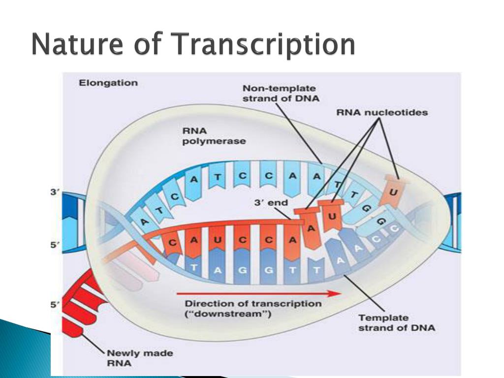 Обеспечивает синтез рнк противодействует тургору. Транскрипция и репликация отличия. Transcription of Denise. The Template for t-RNA Synthesis is.