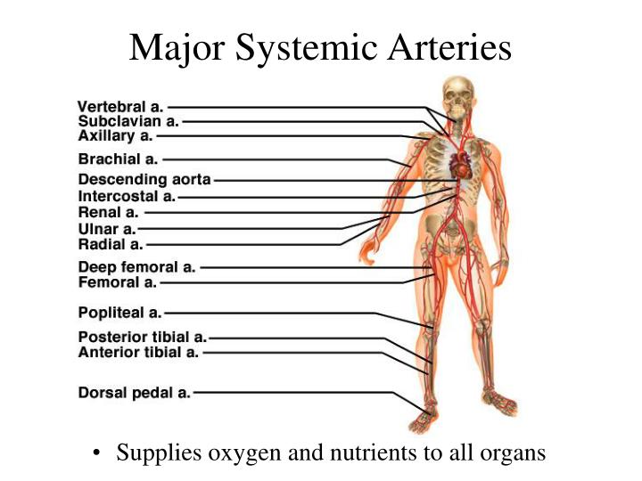 Correctly Label The Following Major Systemic Arteries.